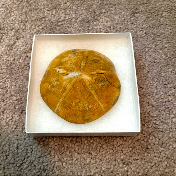 Sand dollar fossil - Picture 3 of 5